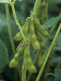 Soybeans on the Plant Photographic Print by David Sieren