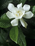 Gardenia or Cape Jasmine Flower (Gardenia Jasminoides) Photographic Print by David Sieren