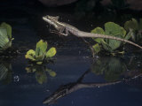 Basilisk Lizard, Basiliscus Basiliscus, Running on Water Photographic Print by Joe McDonald