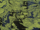 Duckweed (Lemna Minor) on a Pond Surface, North America Photographic Print by Marc Epstein