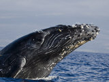 Breaching Humpback Whale (Megaptera Novaeangliae), Hawaii, Usa. Note the Barnacles on its Skin Photographic Print by David Fleetham