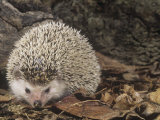 African Hedgehog, Atelerix Albiventris, East Africa Lámina fotográfica por Joe McDonald
