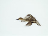 Female Pintail Duck Flying (Anas Acuta), North America Photographic Print by Steve Maslowski