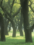 Live Oaks, Quercus Virginiana, Eastern North America Photographic Print by Adam Jones