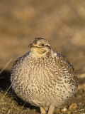 Sharp-Tailed Grouse (Tympanuchus Phasianellus) on the Nebraska Tallgrass Prairie, USA Photographie par Tom Walker