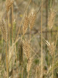 Ripe Wall Barley Photographic Print by Nigel Cattlin