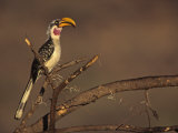 Yellow-Billed Hornbill, Tockus Flavirostris, Samburu, Kenya, Africa Lámina fotográfica por Joe McDonald