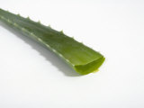 Close Up of Aloe Vera Plant Photographic Print