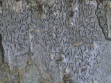 Pencil Script Crustose Lichens, Graphis Scripta, North America Lámina fotográfica por Doug Sokell