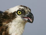 Osprey Head, Pandion Haliaetus, North America Photographic Print by Arthur Morris