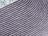 Golgi Apparatus Membranes Photographic Print by David Phillips