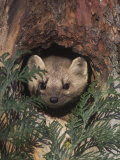 Marten (Martes Americana) Peering from a Hole in a Tree, North America Photographic Print by Tom Walker