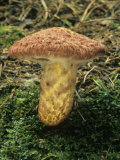 Painted Suillus, Suillus Pictus, Basidiomycetes, Boletaceae, North America Photographic Print by Jana Jirak