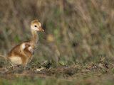 Young Sandhill Crane, , Grus Canadensis Photographic Print by Arthur Morris