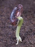 Snap Bean Seed Germinating Photographic Print by Jerome Wexler