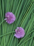 Chive Stems and Flowers (Allium Schoenoprasum) Photographic Print by Wally Eberhart