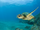 Green Sea Turtle Swimming (Chelonia Mydas), Marshall Islands, Pacific Ocean Fotografie-Druck von Reinhard Dirscherl