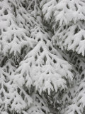 European Silver Fir, Abies Alba, Covered in Snow, Bavarian Forest National Park, Germany, Europe Photographic Print by Fritz Polking