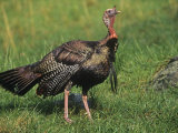 Male Wild Turkey (Meleagris Gallopavo), USA Photographic Print by William Weber