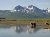 Brown Bear with Cub (Ursus Arctos) Crossing Creek, Alaska Photographic Print by Tom Walker
