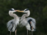 Great Blue Heron Pair Courtship Behavior, Ardea Herodias, North America Photographic Print by John Cornell
