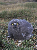 Snowy Owl Chick (Nyctea Scandiaca), Arctic National Wildlife Refuge, Alaska, USA Photographic Print by Tom Walker