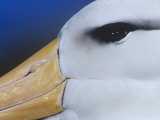 Black-Browed Albatross Eye and Upper Bill, Diomedea Melanophris, Falkland Islands Photographie par Joe McDonald