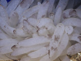 Eggs of the Common or Market Squid. (Loligo Opalescens) Central California, USA Fotografisk tryk af Ken Lucas