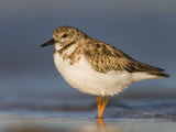 Ruddy Turnstone in Winter Plumage, Arenaria Interpres, Fort Desoto Park, Florida, USA Photographic Print by Arthur Morris
