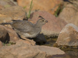 Gambel's Quail (Callipepla Gambelii) Female Photographie par Jack Michanowski