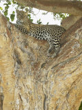 African Leopard in a Tree, Panthera Pardus, Masai Mara Game Reserve, Kenya, Africa Lámina fotográfica por Joe McDonald African Leopard in a Tree, Panthera Pardus, Masai Mara Game Reserve, Kenya, Africa Lámina fotográfica por Joe McDonald