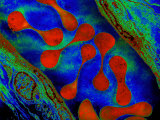 Red Blood Cells, Erythrocytes, in a Vein Showing their Biconcave Shape Photographic Print by Donald Fawcett