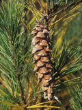 Female or Seed Cone of the White Pine \R\N(Pinus Strobus), Eastern USA Photographic Print by Ned Therrien