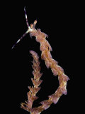 Solvin Zankl - Nudibranch (Pteraeolidia Ianthina), Australia Fotografická reprodukce