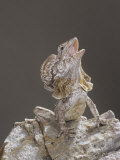 Frilled Lizard, Chlamydosaurus Kingi, Display Photographic Print by Joe McDonald