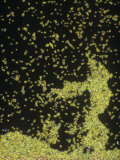 Streptococcus Pneumoniae Bacteria. Darkfield Photographie par Michael Abbey