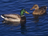 Male and Female Mallard Ducks, Anas Platyrhnchos, North America Photographie par Hal Beral