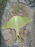 Luna Moth, Actias Luna, . Northeastern USA Photographic Print by Gustav W. Verderber