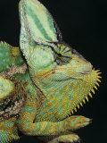 Veiled Chameleon, Chameleo Calaptractus, Yemen Photographic Print by Joe McDonald