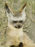 Bat-Eared Fox Peering from its Den, Otocyon Megalotis, East Africa Photographic Print by Joe McDonald