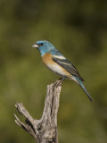 Lazuli Bunting Male (Passerina Amoena) on a Snag, Arizona, USA Photographie par Charles Melton