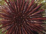 Red Sea Urchin (Strongylocentrotus Franciscanus), Pacific Coast of North America Fotografie-Druck von Ken Lucas