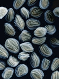 Spores of the Bread Mold Lámina fotográfica por Richard Kessel Spores of the Bread Mold Lámina fotográfica por Richard Kessel