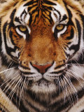 Bengal Tiger Face, Panthera Tigris, Asia Lámina fotográfica por Adam Jones Bengal Tiger Face, Panthera Tigris, Asia Lámina fotográfica por Adam Jones
