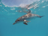 Atlantic Spotted Dolphin, Stenella Frontalis, Usa, Fl, Florida, Atlantic Ocean Lámina fotográfica por Reinhard Dirscherl Atlantic Spotted Dolphin, Stenella Frontalis, Usa, Fl, Florida, Atlantic Ocean Lámina fotográfica por Reinhard Dirscherl