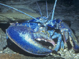 American Lobster Blue Color Phase. (Homarus Americanus) Atlantic Coast, USA Photographie par Ken Lucas