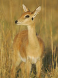 Oribi Female, Ourebia Ourebi, Masai Mara, Kenya, Africa Photographic Print by Arthur Morris