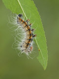 Saturnid Moth Third Instar Caterpillar Eating a Leaf (Neoris Huttoni) Photographic Print by Leroy Simon