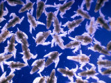 Brine Shrimp (Artemia Salina) Fotografisk tryk af Tom Adams