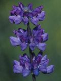 Broad-Leaved Lupine Flowers, Lupinus Latifolius, California, USA Photographic Print by John & Barbara Gerlach